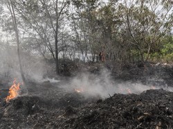 Waduh! Hutan Hujan Sumatera Terancam Dicoret dari Warisan Dunia UNESCO