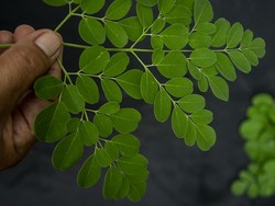 Masker Daun Kelor Dipercaya Bikin Awet Muda, Ini Cara Buatnya