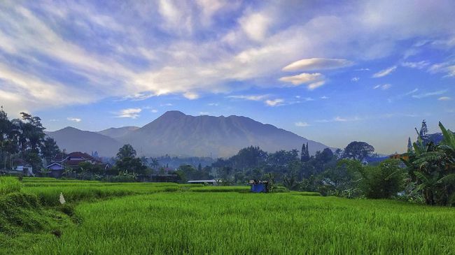 Bertambah lagi wisata alam di Bogor, kali ini berupa persawahan dengan pemandangan Gunung Gede dan Gunung Salak.