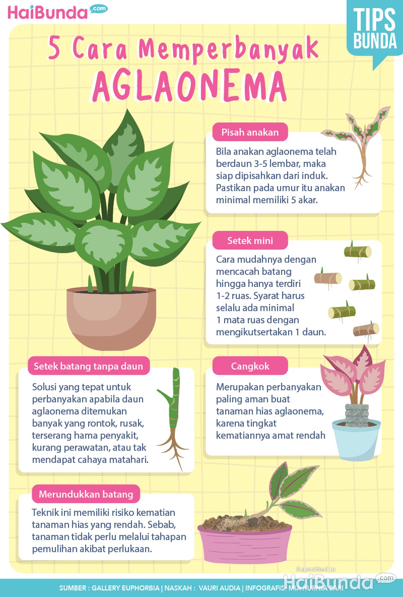 Infografis tanaman hias aglaonema