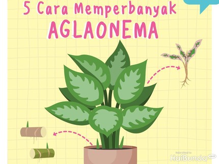 5 Cara Memperbanyak Aglaonema