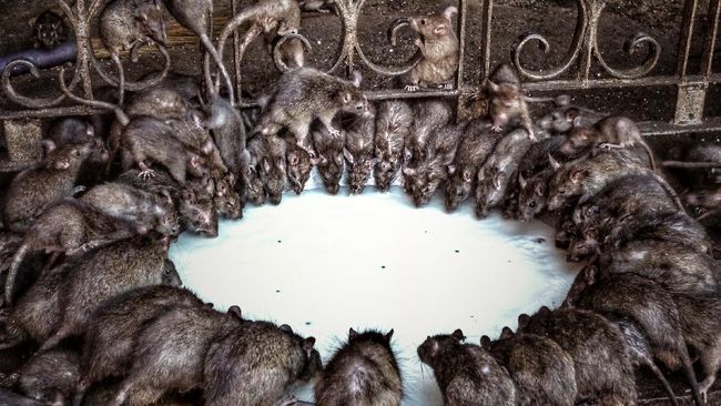 Jika tikus yang bermukim di kuil ini menginjak kaki Anda, itu pertanda keberuntungan. Begitu juga jika Anda melihat tikus albino.