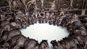 Karni Mata, Kuil di India yang Dihuni 20 Ribu Tikus