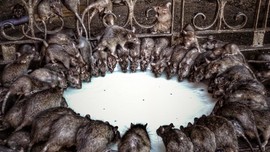 Karni Mata, Kuil di India yang Dihuni 20 Ribu Tikus