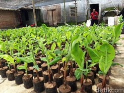 Kenapa Pohon Pisang Harus Ditebang Setelah Berbuah? Ini Alasannya