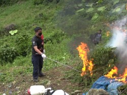 Polres Jakbar Temukan Ladang Milik Bandar 115 Kg Ganja di Madina Sumut