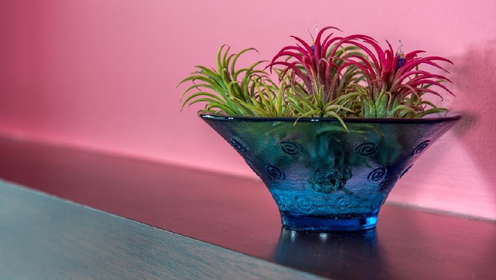 Flower vase of Bromeliad plants on wooden shelf / still life & modern home interior decoration conceptual