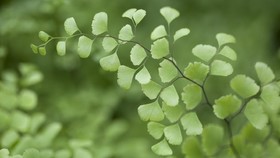 5 Tanaman Paku Cantik yang Dapat Dijadikan Tanaman Hias