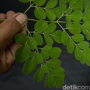 Manfaat Sehat Daun Kelor Menurut Al-Qur'an dan Resep Sederhana