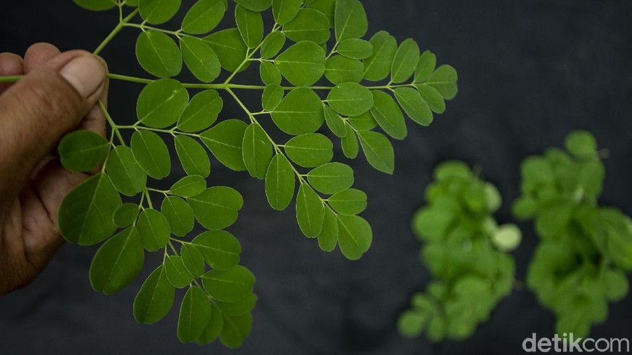 Daun kelor sering kali diibaratkan dengan hal-hal gaib&comma; mulai dari peluntur jimat hingga mengusir sihir&period; Padahal&comma; daun yang satu ini sebenarnya punya banyak manfaat&period;