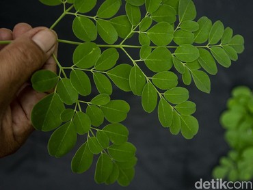 Manfaat Sehat Daun Kelor Menurut Al-Qur'an dan Resep Sederhana