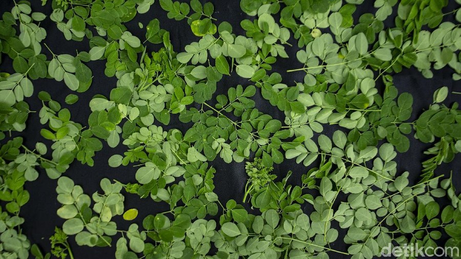 Daun kelor sering kali diibaratkan dengan hal-hal gaib, mulai dari peluntur jimat hingga mengusir sihir. Padahal, daun yang satu ini sebenarnya punya banyak manfaat.