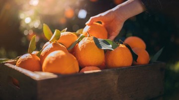 MANFAAT LAIN BUAH CITRUS BAGI KESEHATAN TUBUH