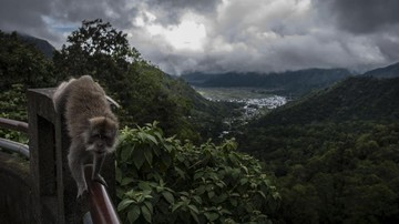 Indonesian Lawmakers Demand Control of Long-Tailed Monkey Population Amidst Crop Damage and Attacks