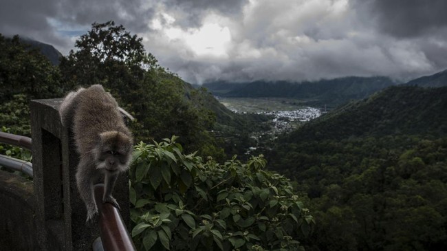 Monyet ekor panjang (Macaca fascicularis) berada di Taman Wisata Pusuk Sembalun, Sembalun Bumbung, Sembalun, Lombok Timur, Nusa Tenggara Barat, Jumat (5/4/2020). Kawasan Sembalun yang berada di bawah kaki Gunung Rinjani itu menjadi salah satu destina