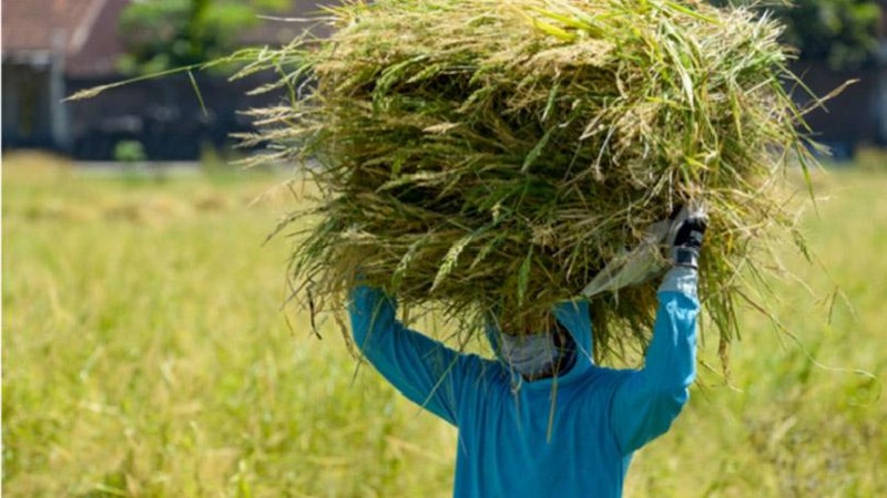 Kepala Dinas Pertanian dan Perkebunan Provinsi Jawa Tengah (Jateng) Suryo Banendro meminta Badan Urusan Logistik (Bulog) untuk melakukan penyerapan padi