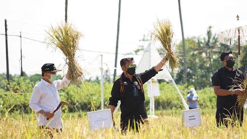 Menteri Pertanian Syahrul Yasin Limpo (Mentan SYL) mengunjungi sekaligus panen padi di Svarga Bumi Borobudur, lokasi agrowisata sawah Kabupaten Magelang
