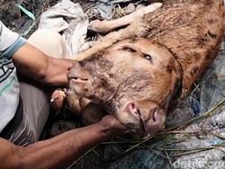 Anak Sapi Bermuka Dua Lahir di Probolinggo