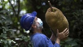 FOTO: Nangka Jadi Perdebatan Ahli Ekologi Brazil