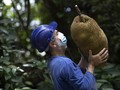 FOTO: Nangka Jadi Perdebatan Ahli Ekologi Brazil