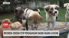 VIDEO: Desakan Stop Perdagangan Daging Anjing & Kucing