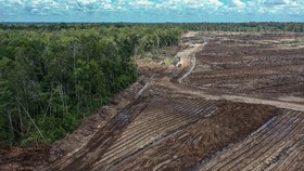 Luhut Targetkan 1.000 Hektare Lahan Food Estate Digarap 2021