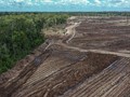 FOTO: Surga Singkong di Atas Ribuan Hektare Lahan Food Estate