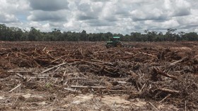 Prabowo Akan Alihkan Food Estate ke Papua Gegara Kalimantan Tak Subur