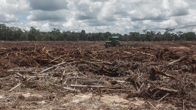 img-title Greenpeace Sebut Proyek Food Estate Akan Gunduli Hutan 3 Juta Hektare