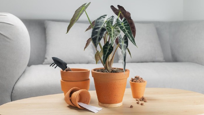 Alocasia sanderiana Bull or Alocasia Plant in clay pot on wooden table in living room. Clay pots and accessories on wooden tables. Preparing tools and equipment before planting
