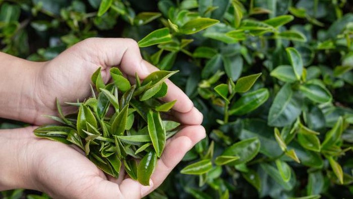 4 Jenis Teh yang Bisa Tingkatkan Daya Tahan Tubuh