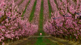 FOTO: Kebun Bunga Merah Muda di Aitona