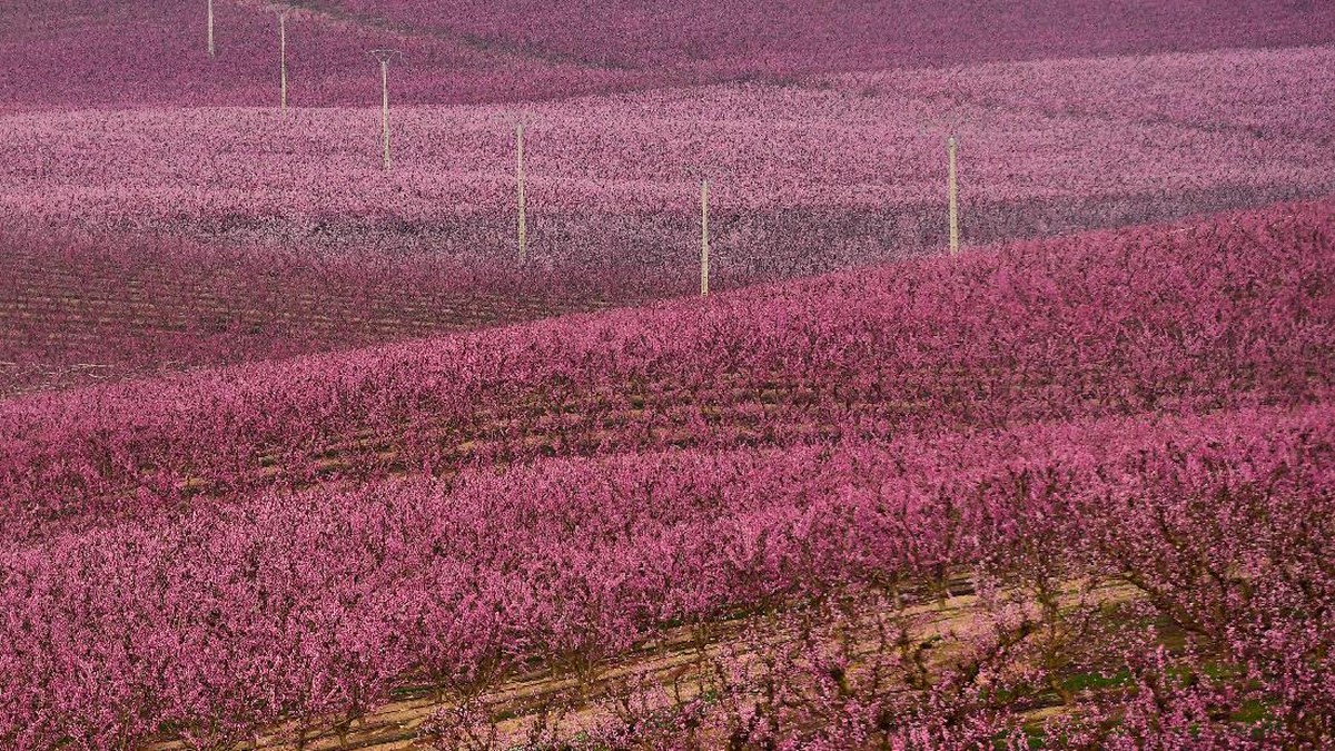 FOTO: Kebun Bunga Merah Muda di Aitona
