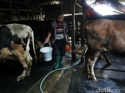 Alhamdulillah, Peternak Sapi Perah Masih Sejahtera Walau Pandemi