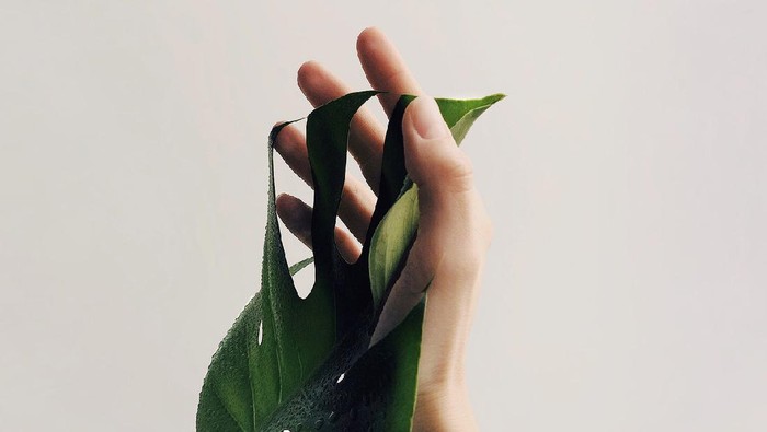 Harganya Capai 250 Juta, Tanaman Janda Bolong Punya Manfaat Apa?