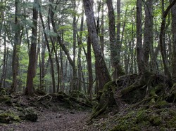Wisata Hantu Lagi Ngetren di Jepang, Hutan Bunuh Diri Bikin Turis Penasaran