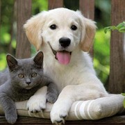 Kamu Termasuk Cat Person atau Dog Person?
