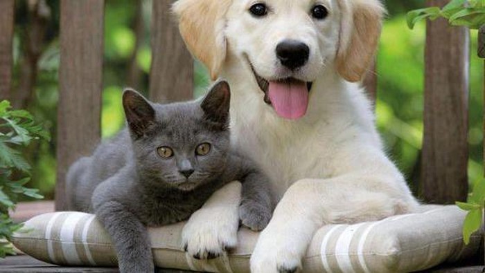 Kamu Termasuk Cat Person atau Dog Person?