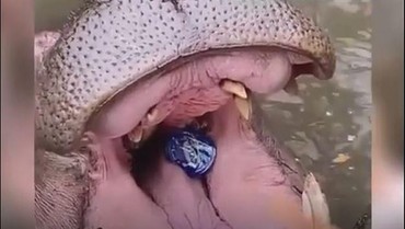 img-title Pelaku Pelempar Sampah Botol Plastik ke Kuda Nil Akhirnya Minta Maaf