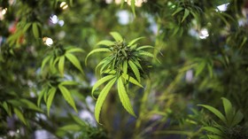 Kebun Ganja Hidroponik di Brebes Digerebek Polisi