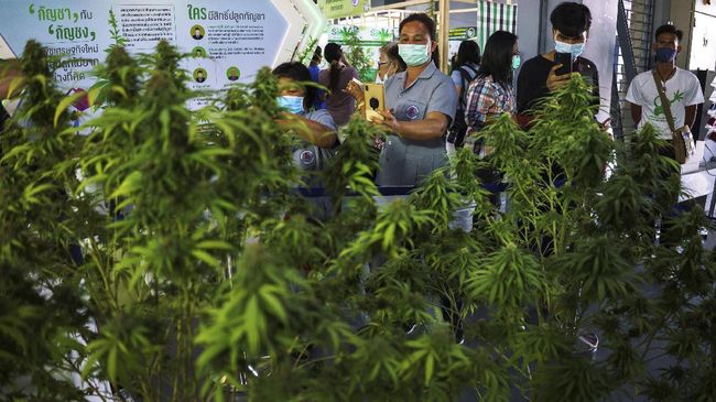 Akan Larang Ganja di Sekolah, Thailand Sosialisasi Efek Mariyuana