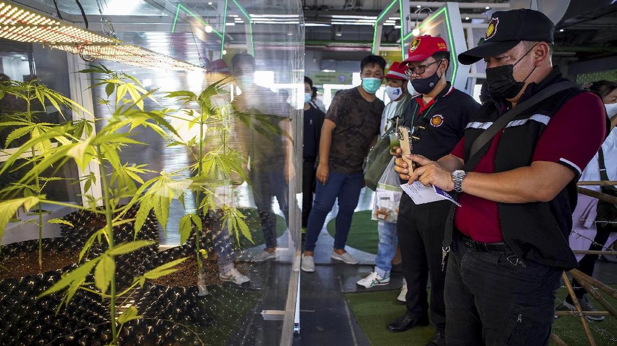 FOTO: Menengok Pameran Ganja di Thailand