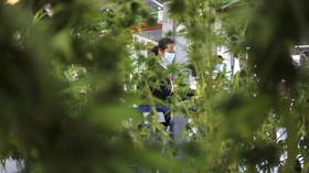 FOTO: Menengok Pameran Ganja di Thailand