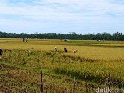 Harga Jual Gabah Anjlok, Petani di Pangandaran Merugi
