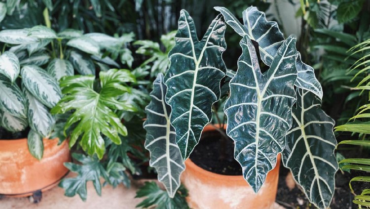 Beautiful Alocasia Sanderiana