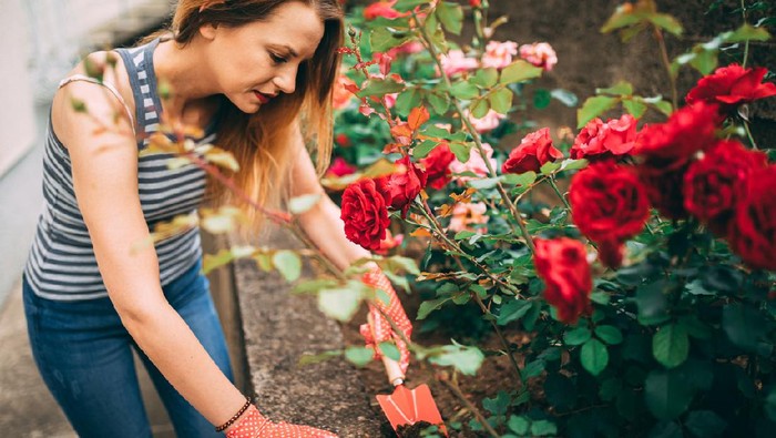 Smiling casual dressed woman gardening and taking care of flowers in the backyard on a sunny spring day