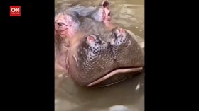 VIDEO: Kondisi Kuda Nil Tersedak Botol Plastik Membaik
