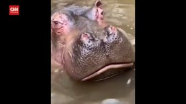 VIDEO: Kondisi Kuda Nil Tersedak Botol Plastik Membaik