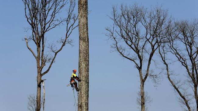 Pohon ek yang telah berusia ratusan tahun akan menjadi bagian dari Katedral Notre Dam yang kini sedang direstorasi usai kebakaran.