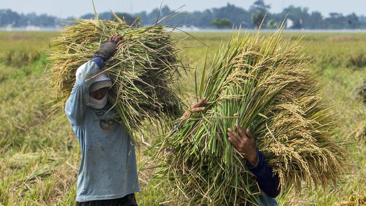 FAO Ramal Produksi Beras Dunia Anjlok 1,6 Persen, Bagaimana dengan RI?